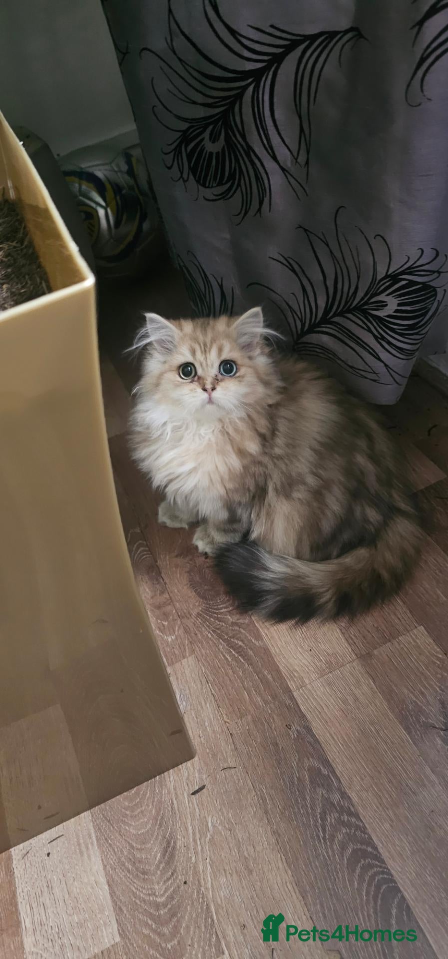 British Shorthair cats Bsh GOLDEN Chunky Kittens🐱 Ready go now - Advert 18