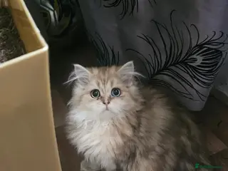 British Shorthair cats Bsh GOLDEN Chunky Kittens🐱 Ready go now - Advert 18