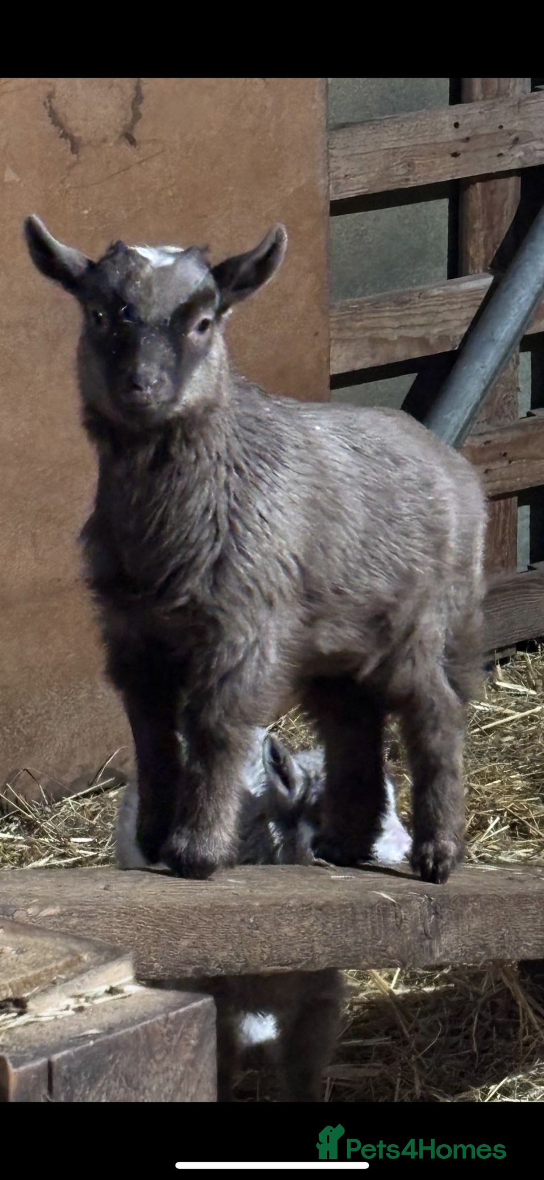 Goats livestock for sale: Pygmy goat Billy  - Advert 2