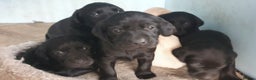 Labrador Retriever dogs for sale: Labrador puppies - Advert 4