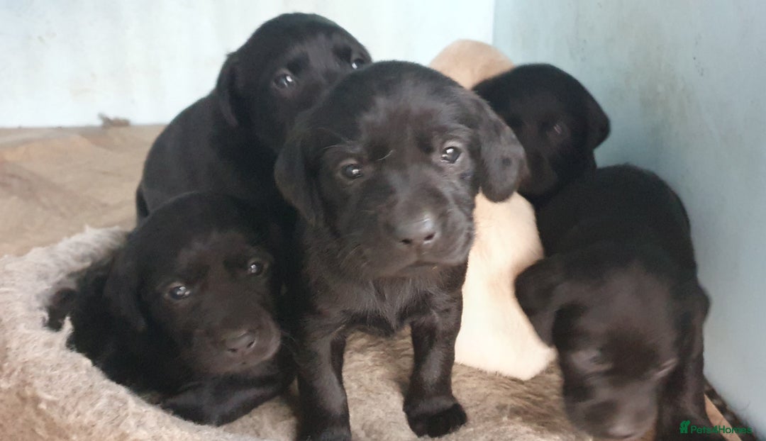Labrador Retriever dogs for sale: Labrador puppies - Advert 4
