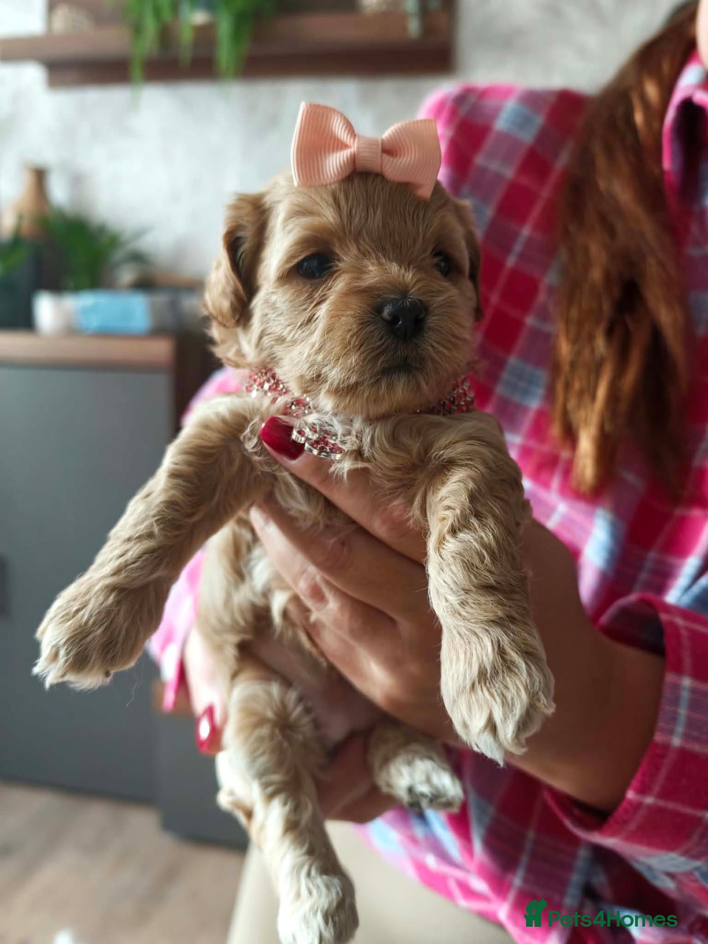 Shihpoo dogs for sale: Teddy bear shihpoo puppies  - Advert 18