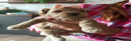 Shihpoo dogs for sale: Teddy bear shihpoo puppies  - Advert 1