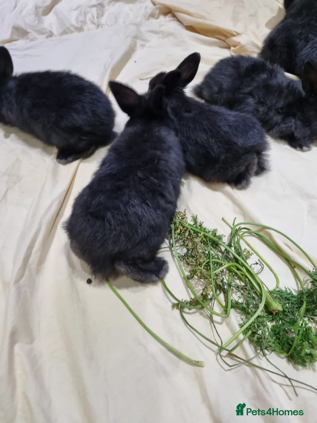 Silver Fox rabbits for sale: Silver Fox babies - Advert 7