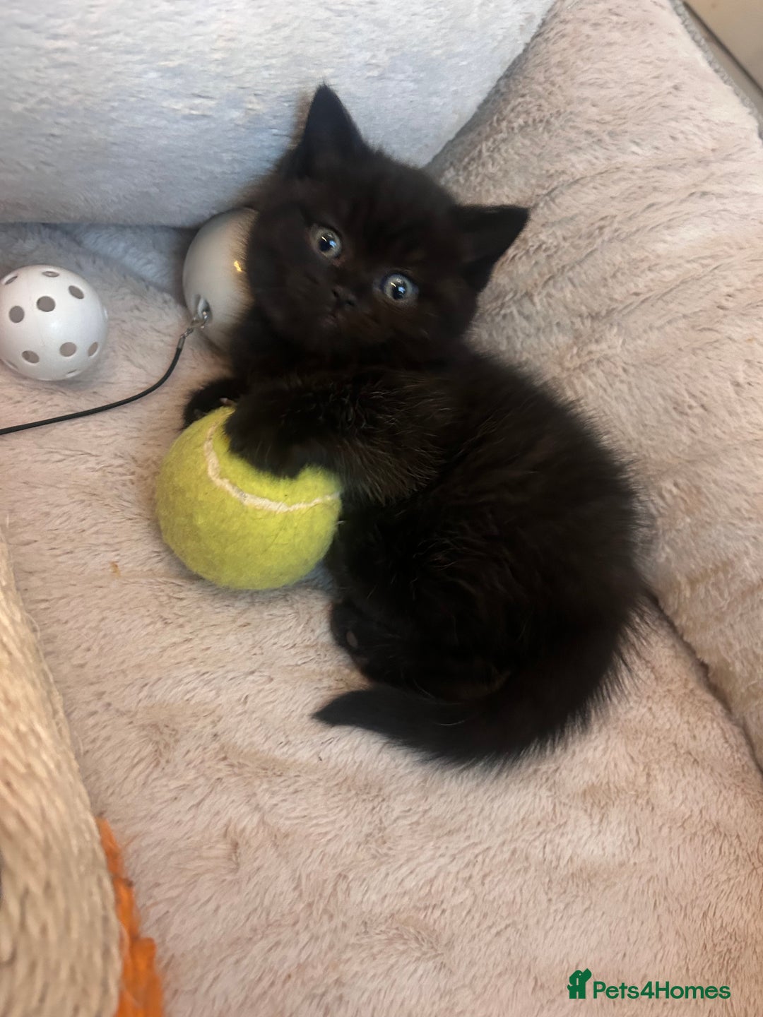 British Shorthair cats for sale: Only 1 girl left!! Pure British shorthair kittens  - Advert 20