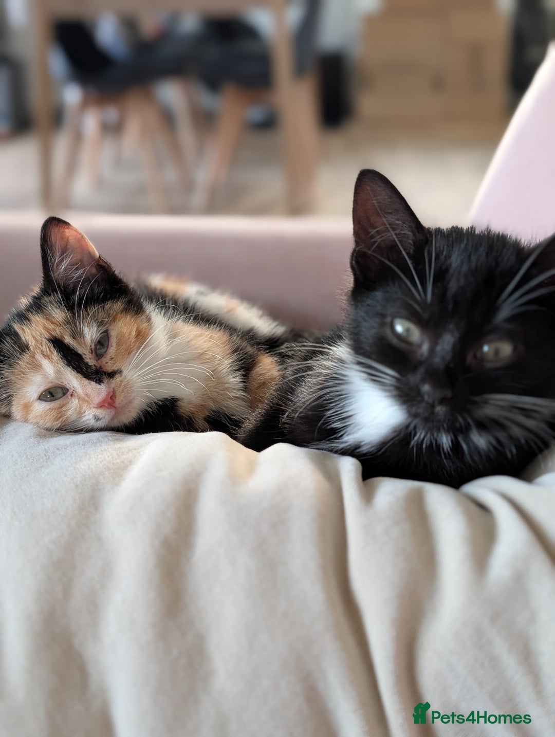 Mixed Breed cats for sale: Calico and Black& white kittens 1x female 1x male  - Advert 9