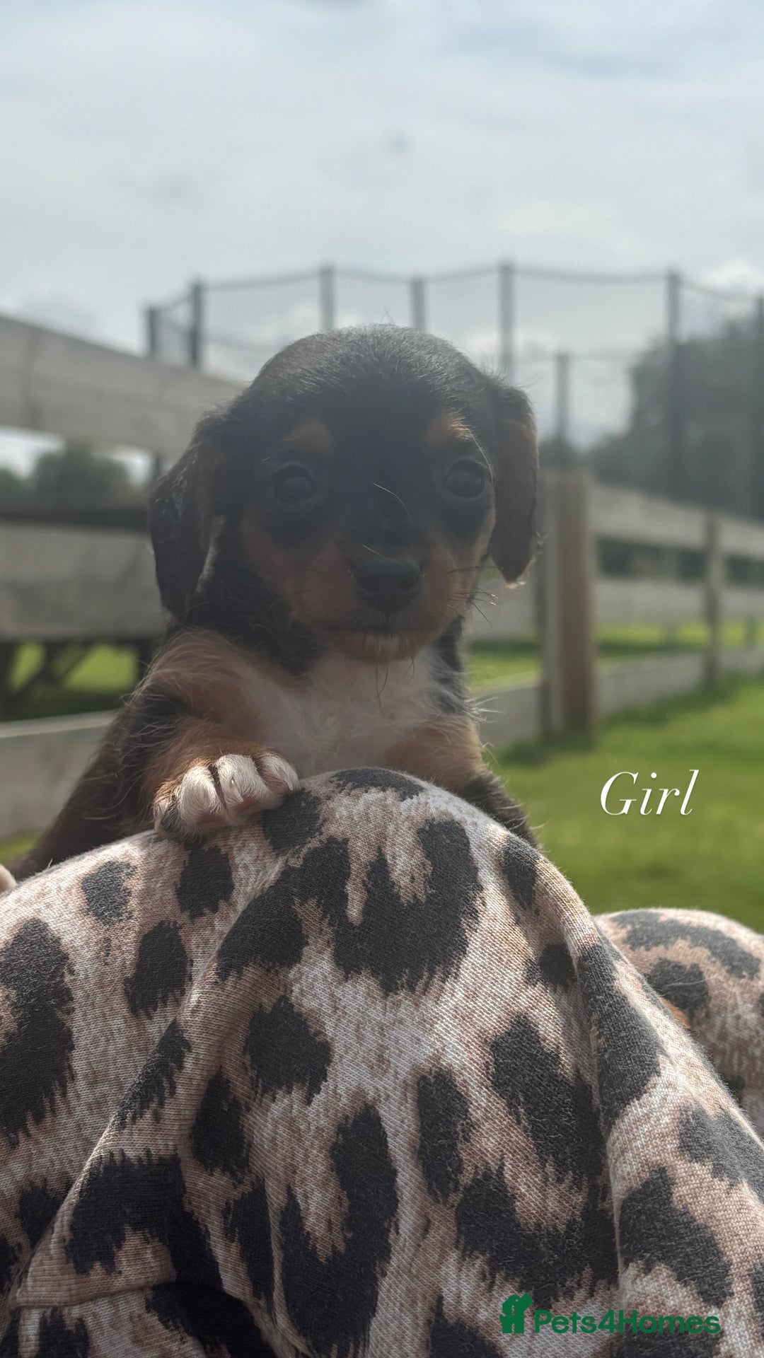 Jack Russell dogs for sale: Jack Russell puppy’s🩷💙 - Image 6