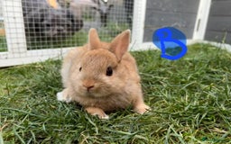 Netherland Dwarf rabbits for sale: Various Netherland Dwarfs available from £20 - Image 19