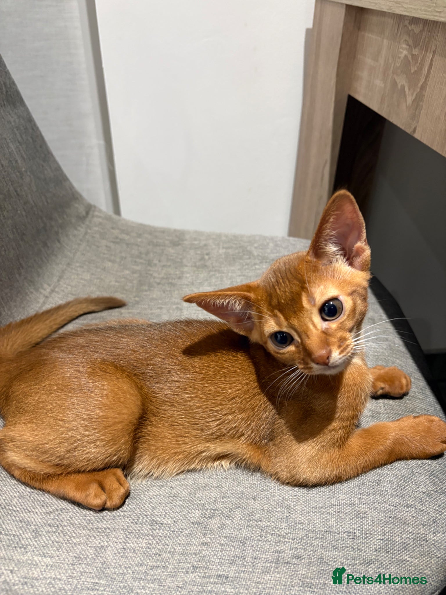 Abyssinian cats Stunning Abyssinian champion line kittens-last boy - Advert 1
