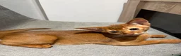Abyssinian cats for sale: Stunning Abyssinian champion line kittens-last boy - Advert 13