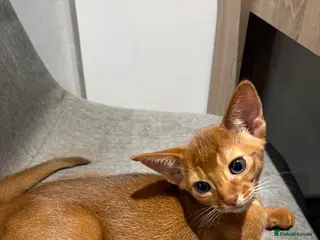 Abyssinian cats Stunning Abyssinian champion line kittens-last boy - Advert 1