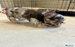 French Bulldog dogs for sale: Visual Fluffy French Bulldogs x 4 Male - Advert 27