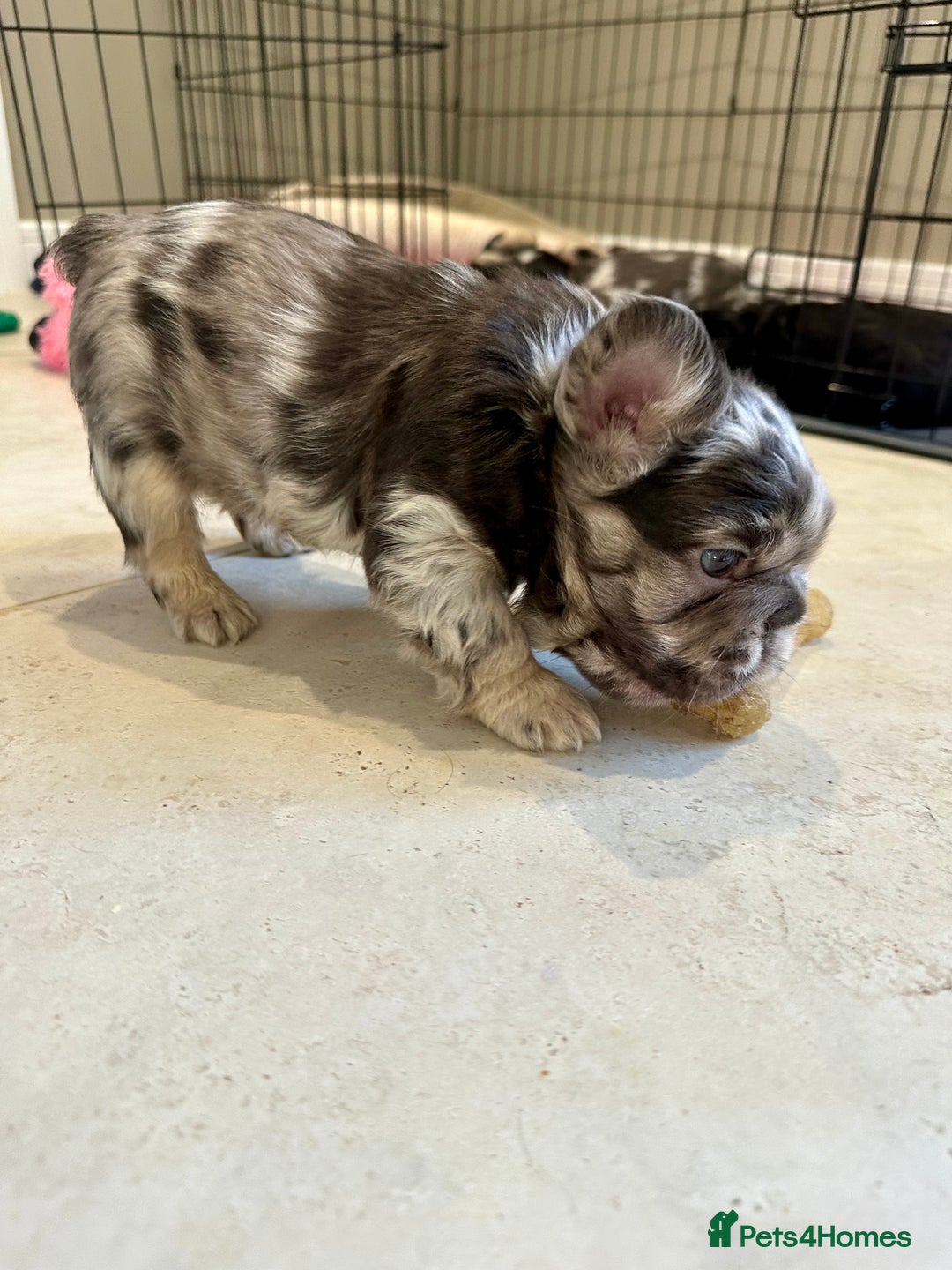French Bulldog dogs for sale: Visual Fluffy French Bulldogs x 4 Male - Advert 27