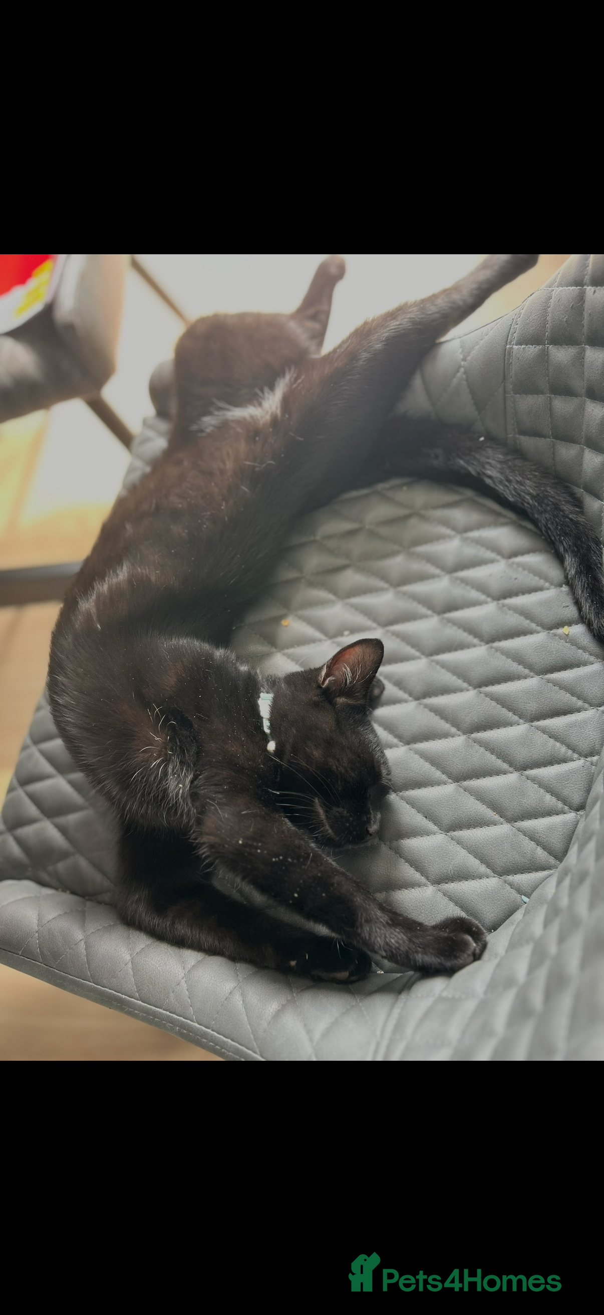 Mixed Breed cats Lovely 1 year old male at for rehoming in Clacton-on-Sea - Advert 1