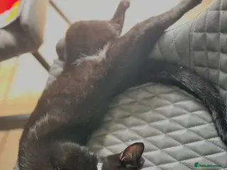 Mixed Breed cats Lovely 1 year old male at for rehoming in Clacton-on-Sea - Advert 1