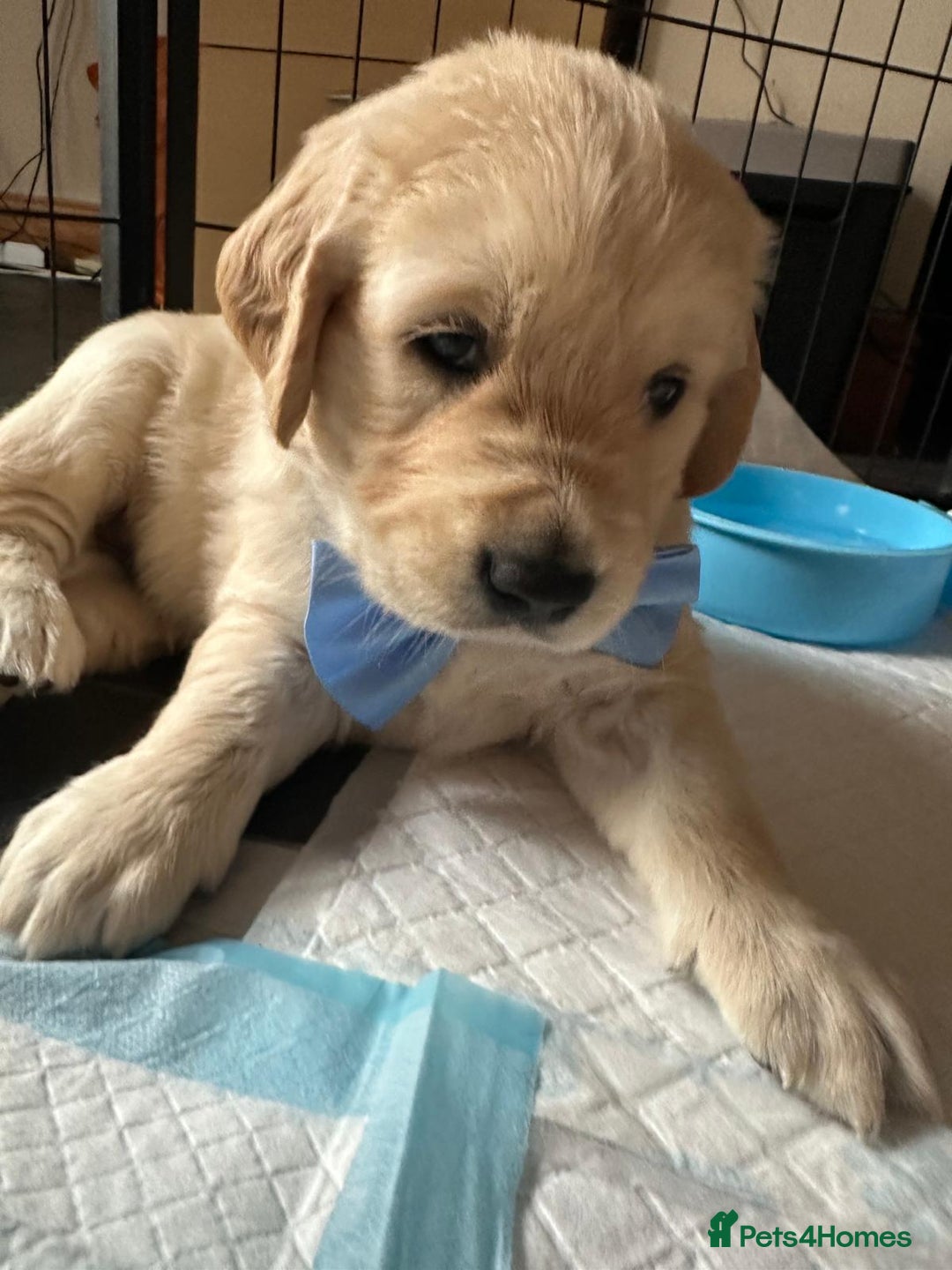 Golden Retriever dogs for sale: Beautiful KC Registered Golden Retriever Puppies - Image 4