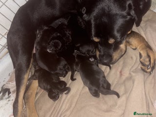 Cane Corso dogs Cane corso puppies for sale - Advert 1