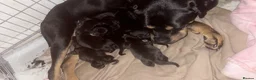 Cane Corso dogs for sale: Cane corso puppies for sale  - Advert 4
