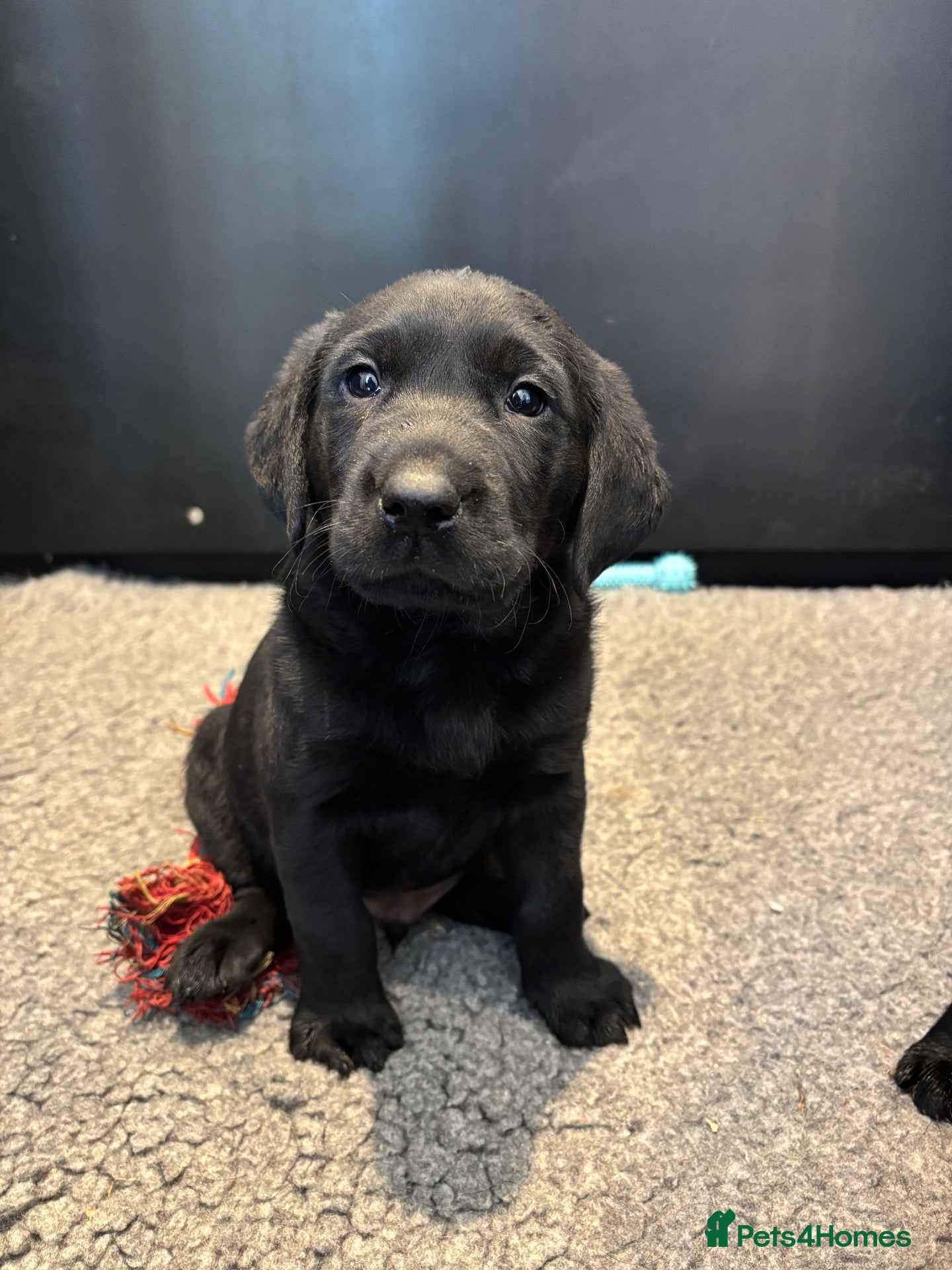 Labrador Retriever dogs Ready in 2 weeks KC Reg health tested Lab pups 🐾 - Advert 22