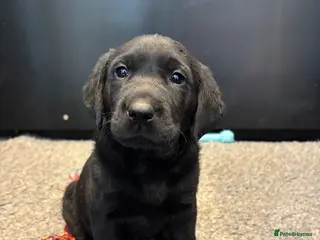 Labrador Retriever dogs Ready in 2 weeks KC Reg health tested Lab pups 🐾 - Advert 22