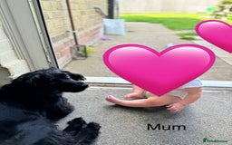 Cocker Spaniel dogs for sale: Cocker Spaniels For Sale - Image 18