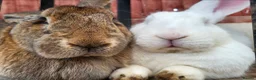 Continental Giant rabbits for sale: 4 x bunnies continental giant Dutch and mini lop - Advert 2