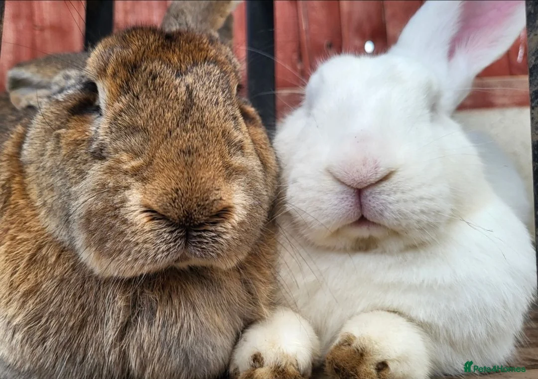 Continental Giant rabbits for sale: 4 x bunnies continental giant Dutch and mini lop - Advert 2