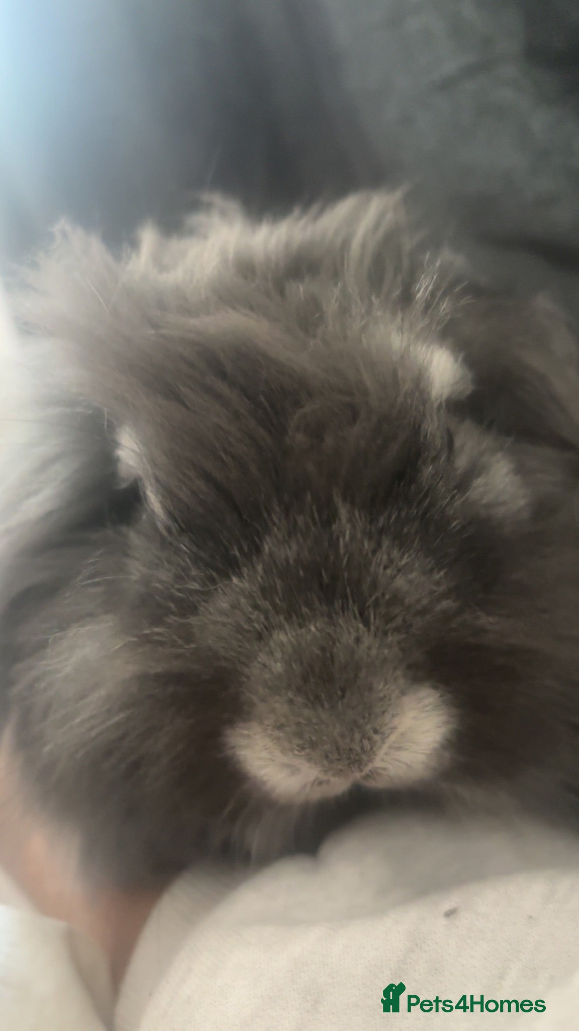Angora rabbits Brother And Sister Bonded Pair Both Spayed - Advert 3