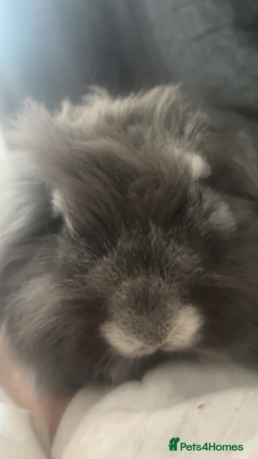 Angora rabbits for sale: Brother And Sister Bonded Pair Both Spayed in London - Advert 1