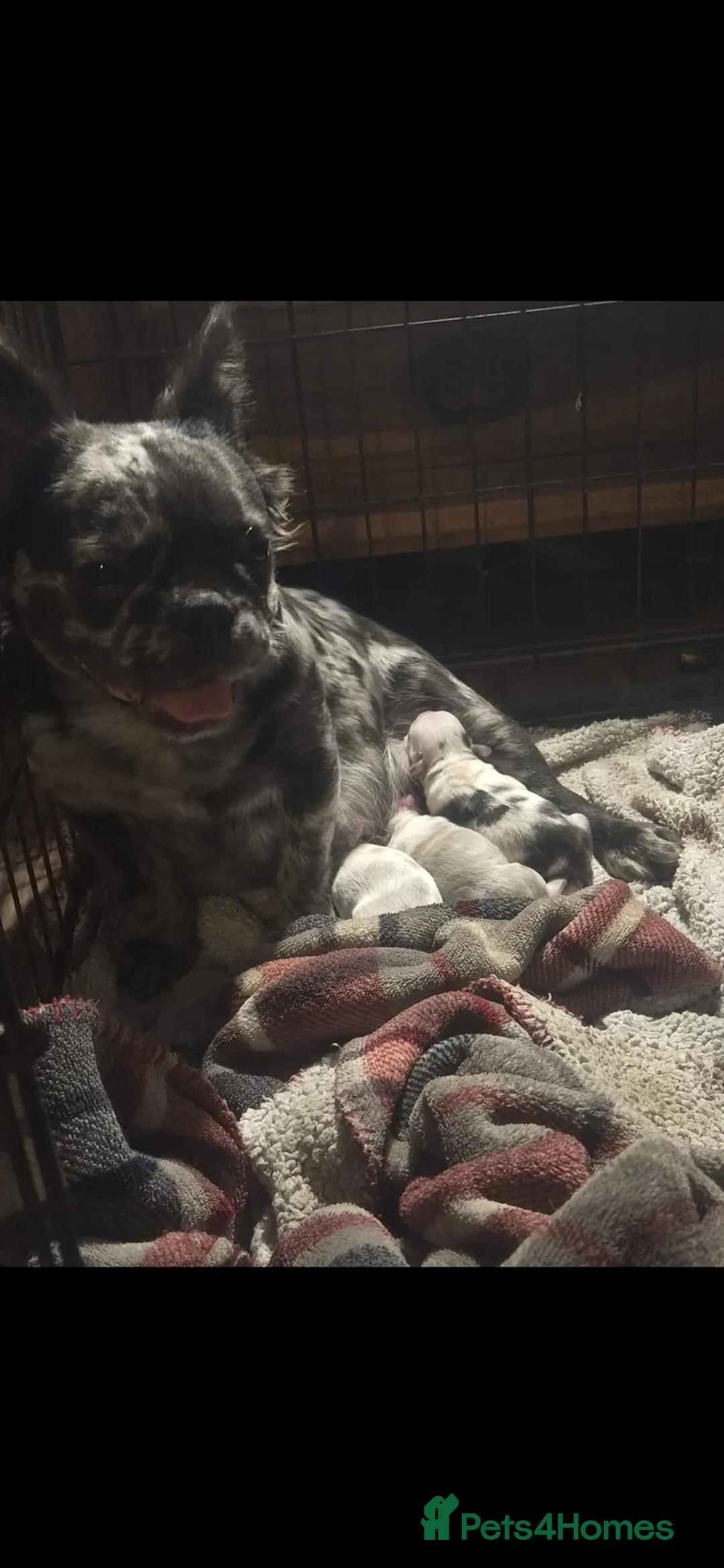 French Bulldog dogs for sale: Stunning Husky Koi French Bulldog Litter - Advert 27