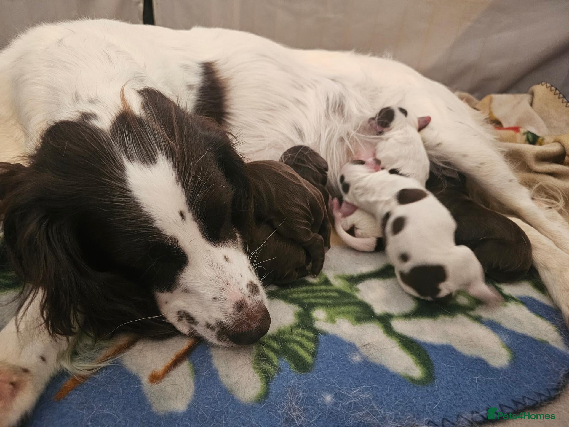 Cocker Spaniel dogs Cocker spaniel puppies - Advert 18
