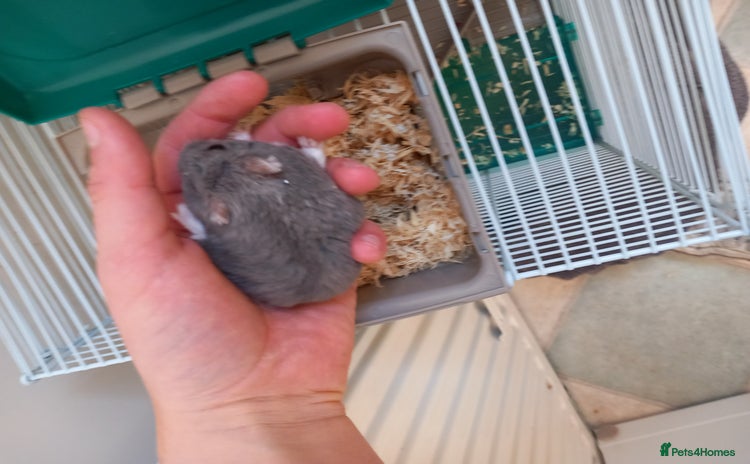 Hamster rodents - Advert 3