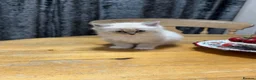Ragdoll cats for sale: 6 adorable pure-ragdoll Kittens for sale in Walton-on-Thames - Advert 26