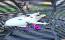 Persian cats for sale: Very beatifull mix breed/Persian kittens  - Image 34
