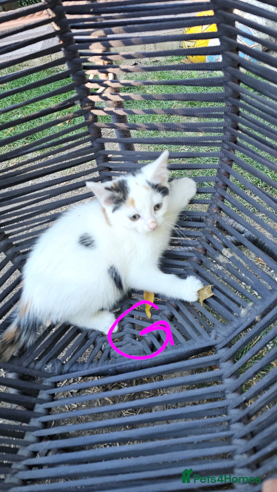 Persian cats for sale: Very beatifull mix breed/Persian kittens  - Image 34