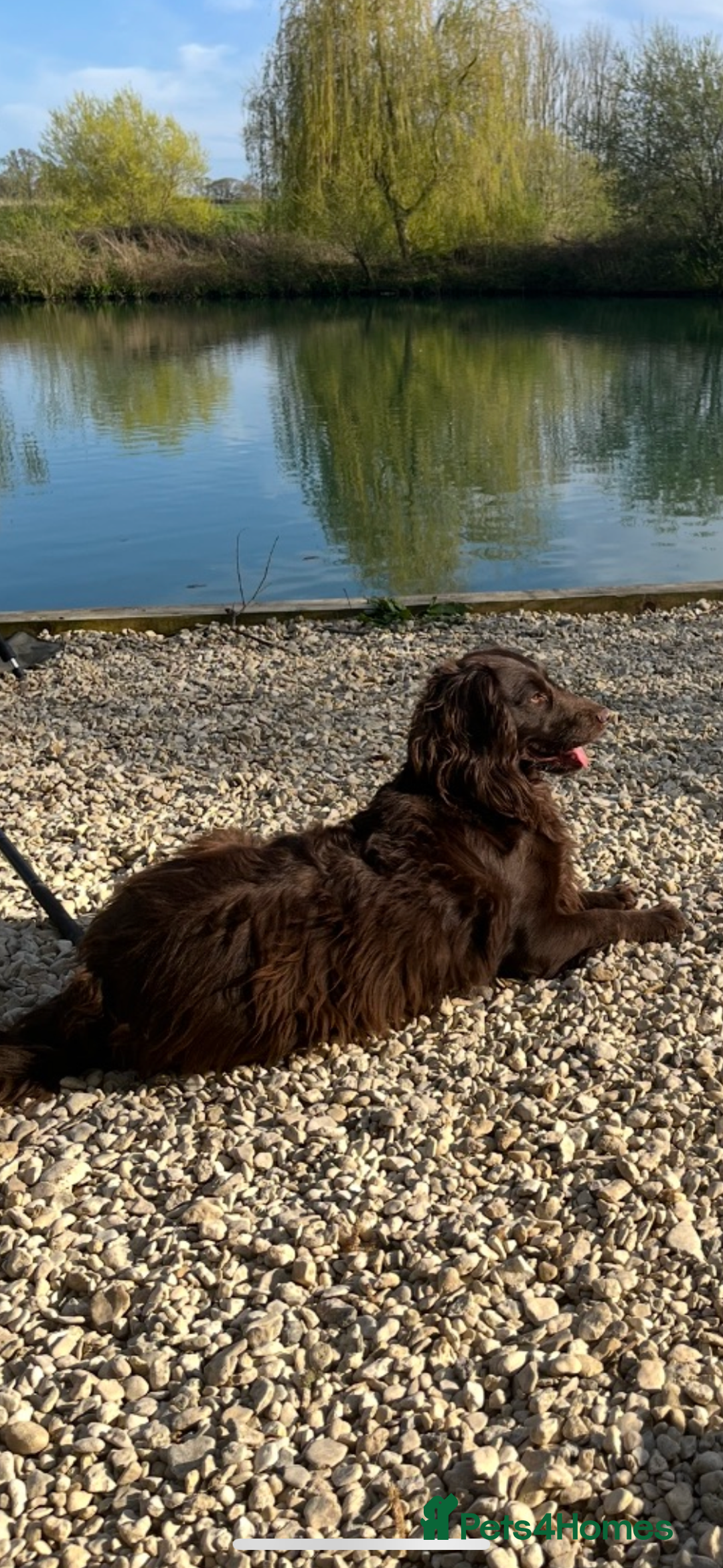 Cocker Spaniel dogs for sale: Working cocker spaniel puppies - Image 9