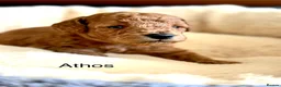 Toy Poodle dogs for sale: KC registered 5GEN Toy Poodle Health tested - Advert 3