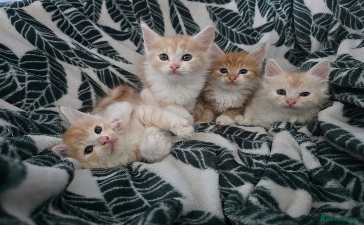 Maine Coon cats - Advert 15