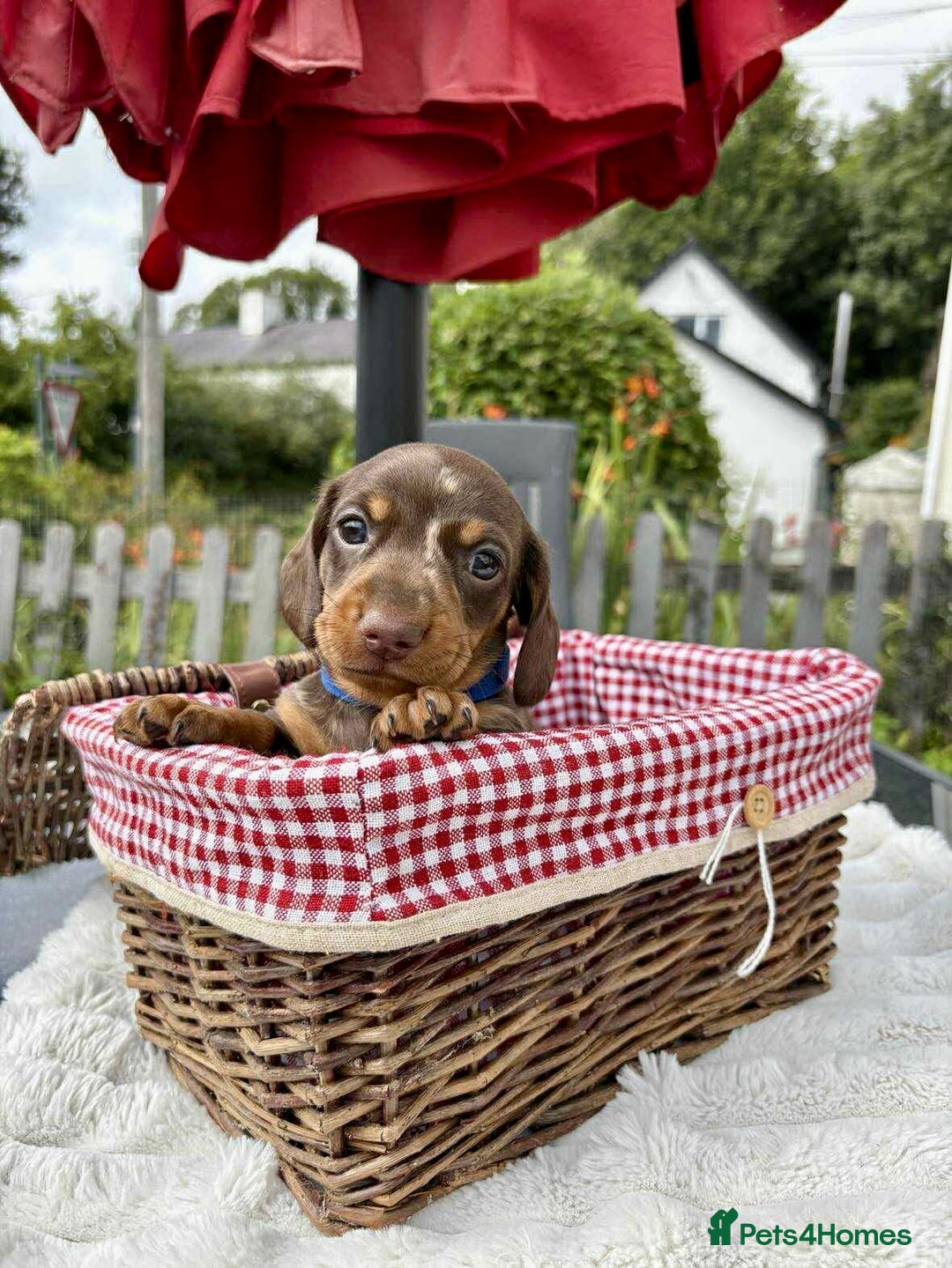 Miniature Dachshund dogs for sale: *READY NOW! 2 STUNNING KC REG MINI DACHSHUND BOYS* - Image 1