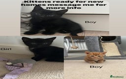 Mixed Breed cats for sale: Kittens ready for new homes  - Image 1