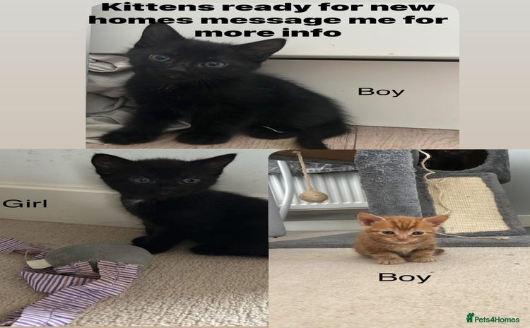 Mixed Breed cats - Advert 8
