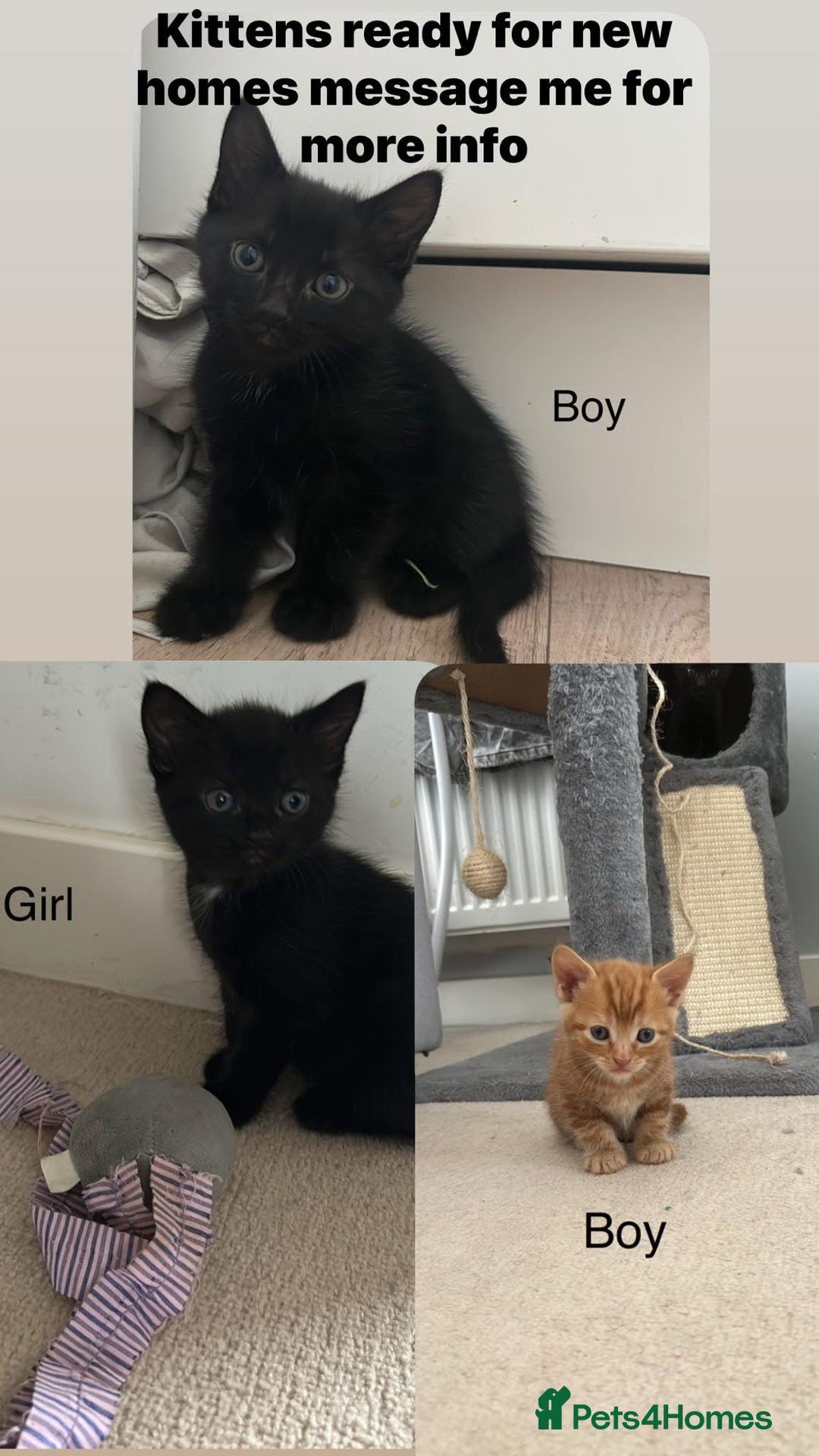Mixed Breed cats for sale: Kittens ready for new homes  - Image 1