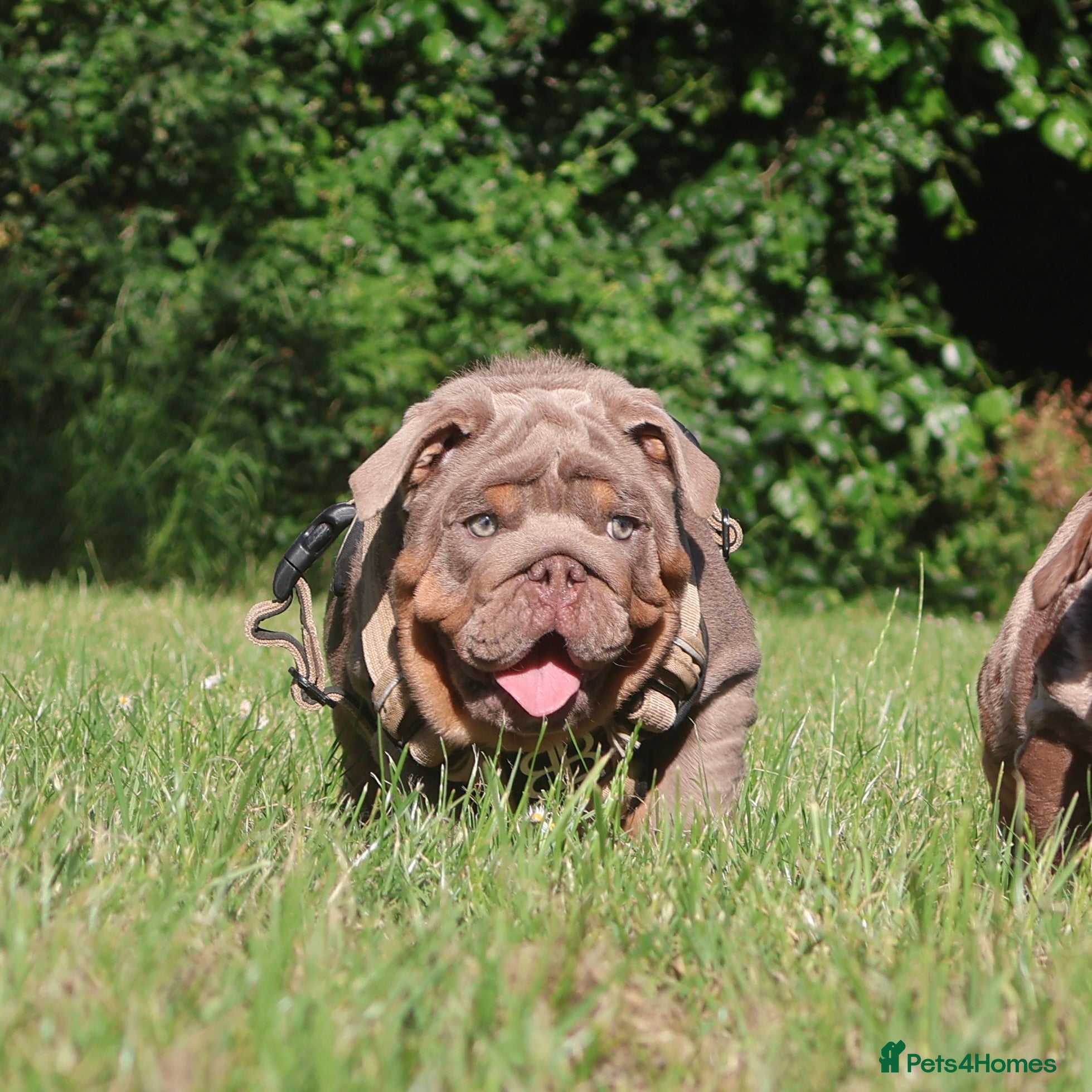 English Bulldog dogs Gorgeous English Bulldog Pups - Advert 1