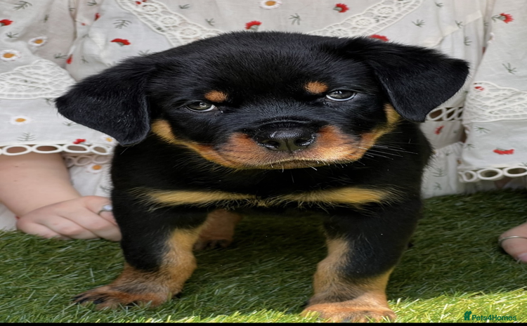 Rottweiler dogs - Advert 1
