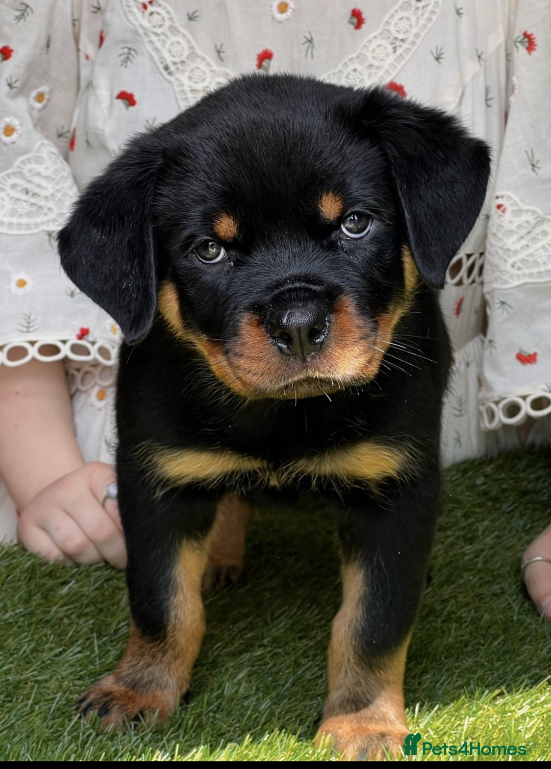 Rottweiler dogs for sale: Premium Quality Rottweiler Puppies - Image 1