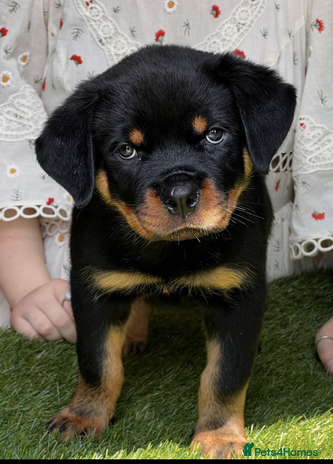 Rottweiler dogs - Advert 6
