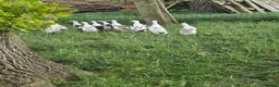 Ducks poultry for sale: Runner ducklings - Advert 2