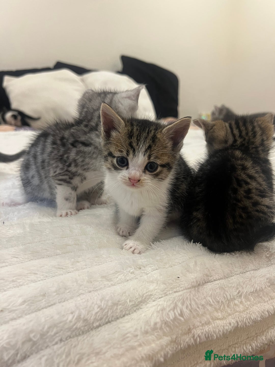 Mixed Breed cats for sale: Six adorable mixed silver striped bengal kittens  - Image 5