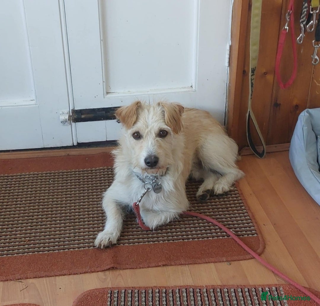 Mixed Breed dogs for adoption: Say hello to Ronnie - Image 3