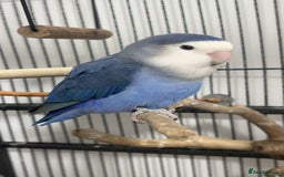 Lovebirds birds for sale: 2 blue peach faced love birds  - Image 2